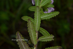 Pedicularis zeylanica